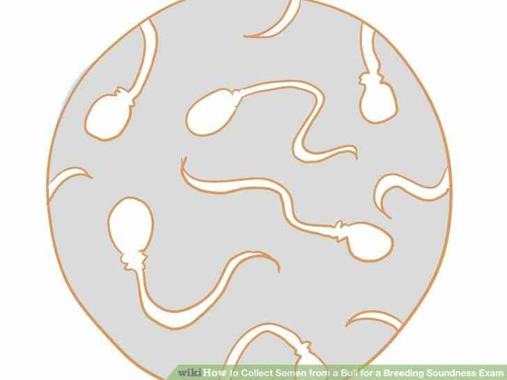 Image intitulée Recueillir le Sperme d